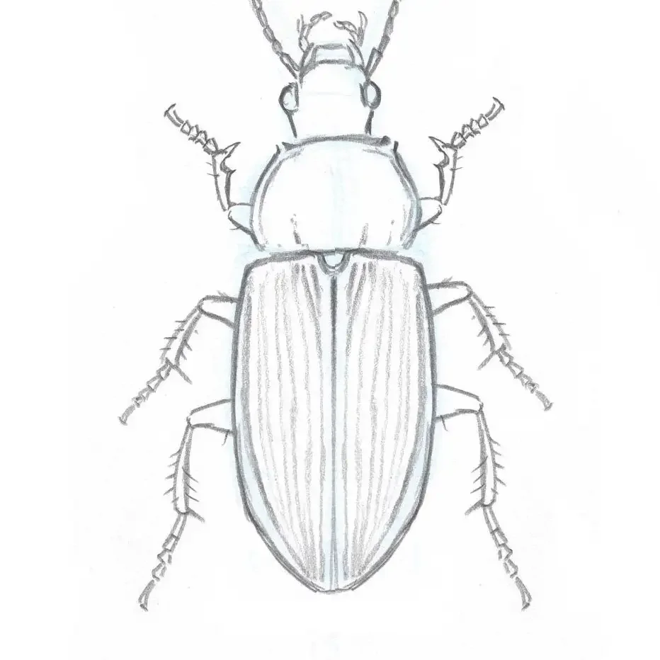 Насекомые Жук олень раскраска