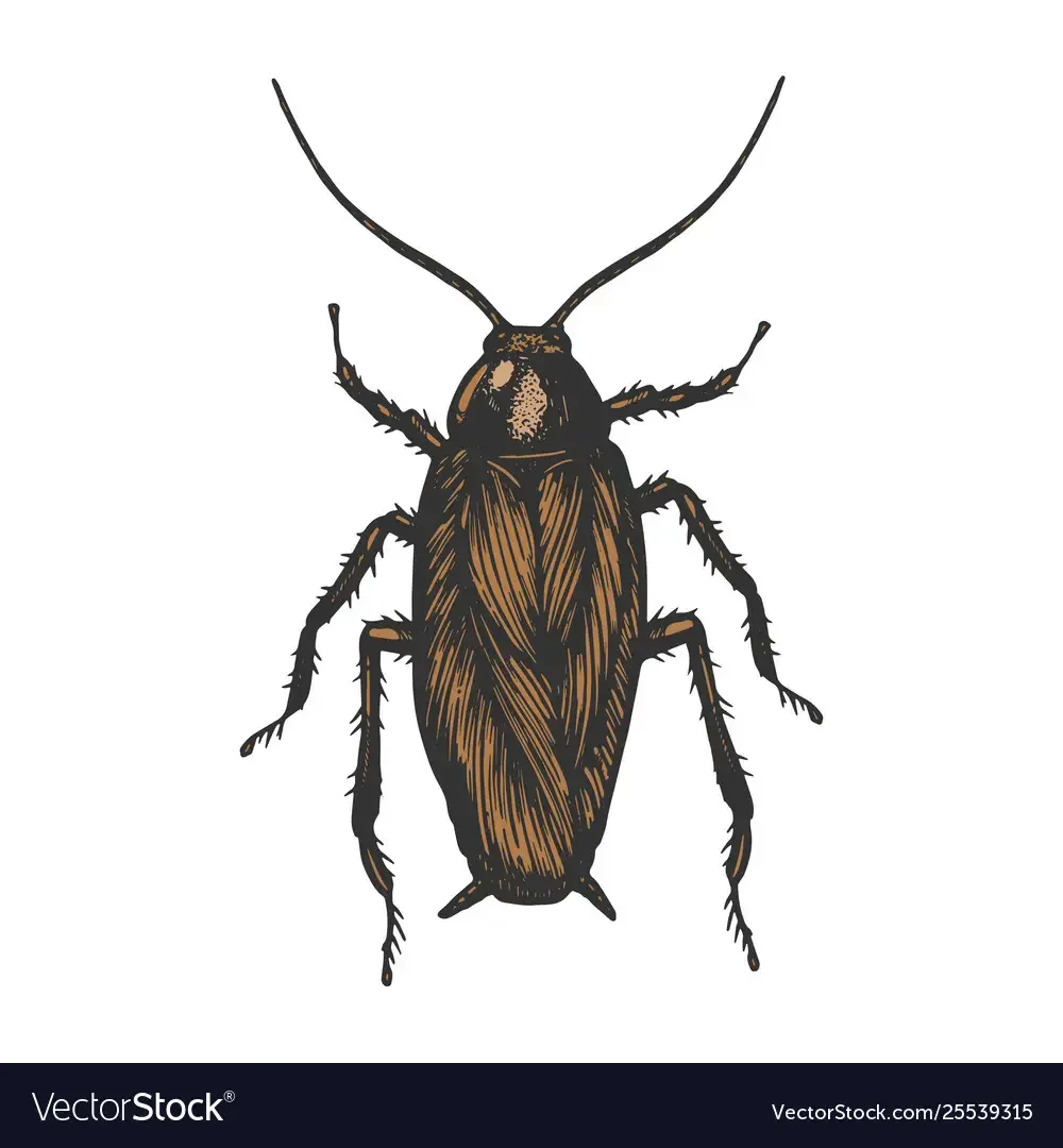 Жук короед раскраска