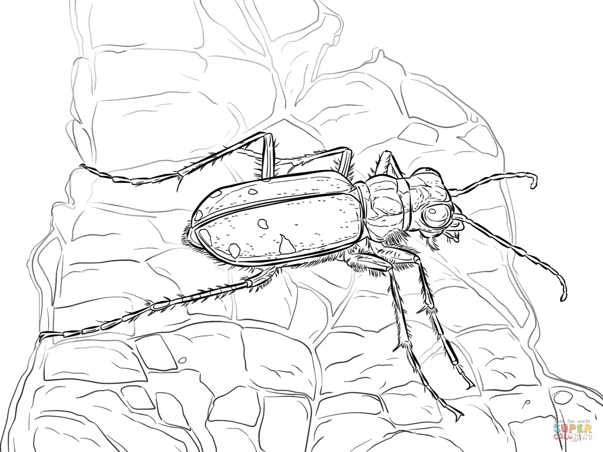 Жук Рогач раскраска