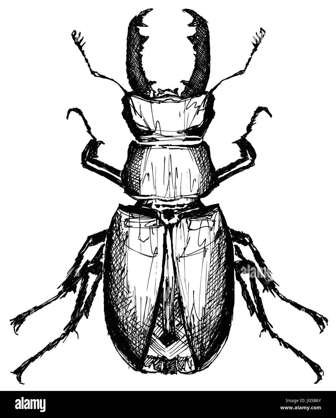 Жук усач на белом фоне