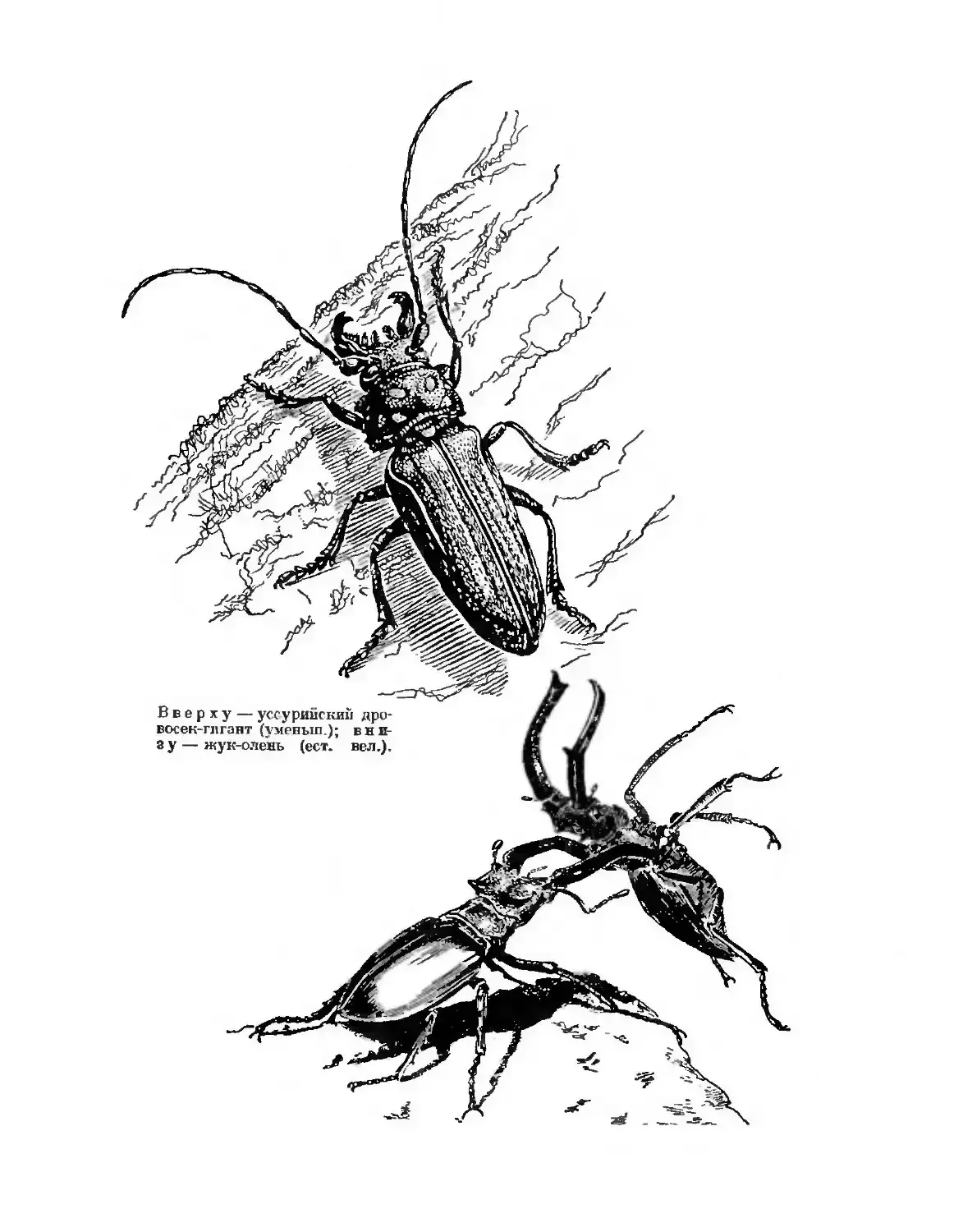 Жук Рогач иллюстрация