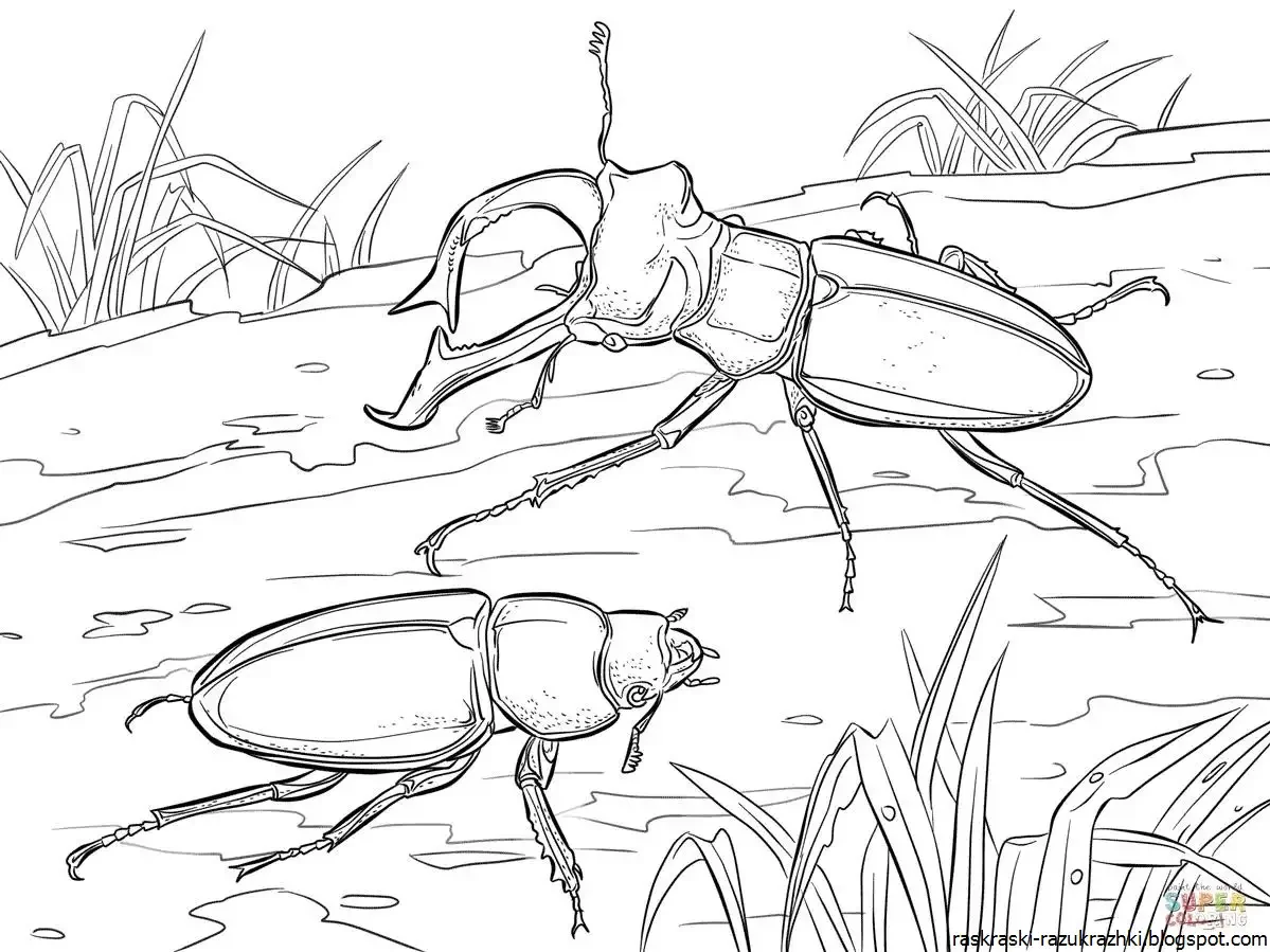 Жук реликтовый раскраска