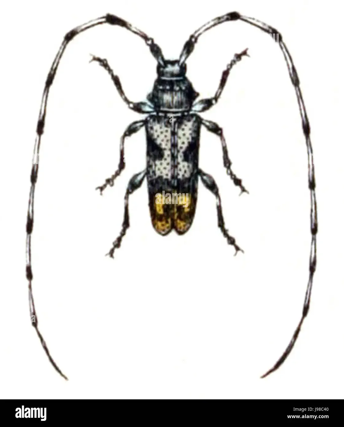 Раскраска вредные насекомые таракан