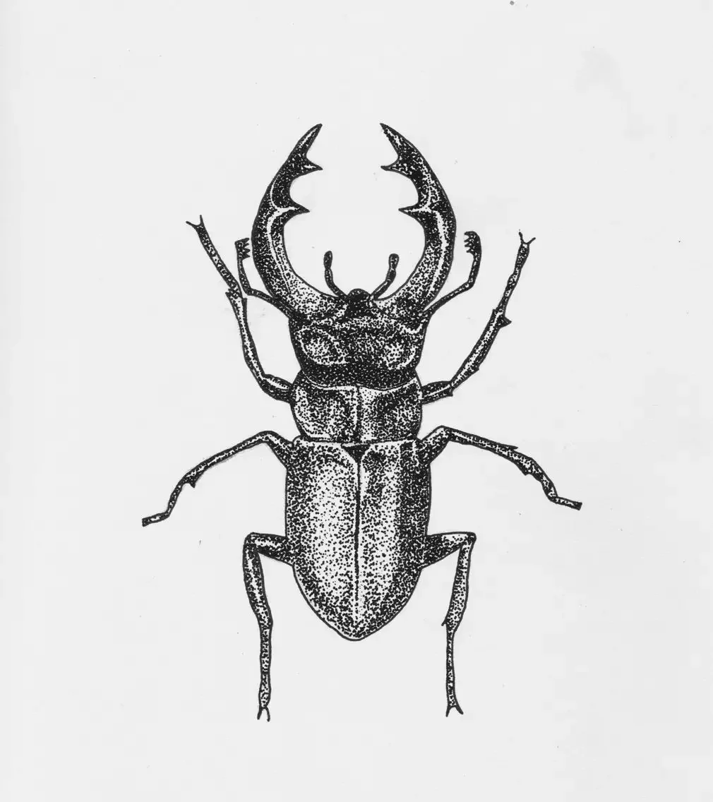 G.nigricornis