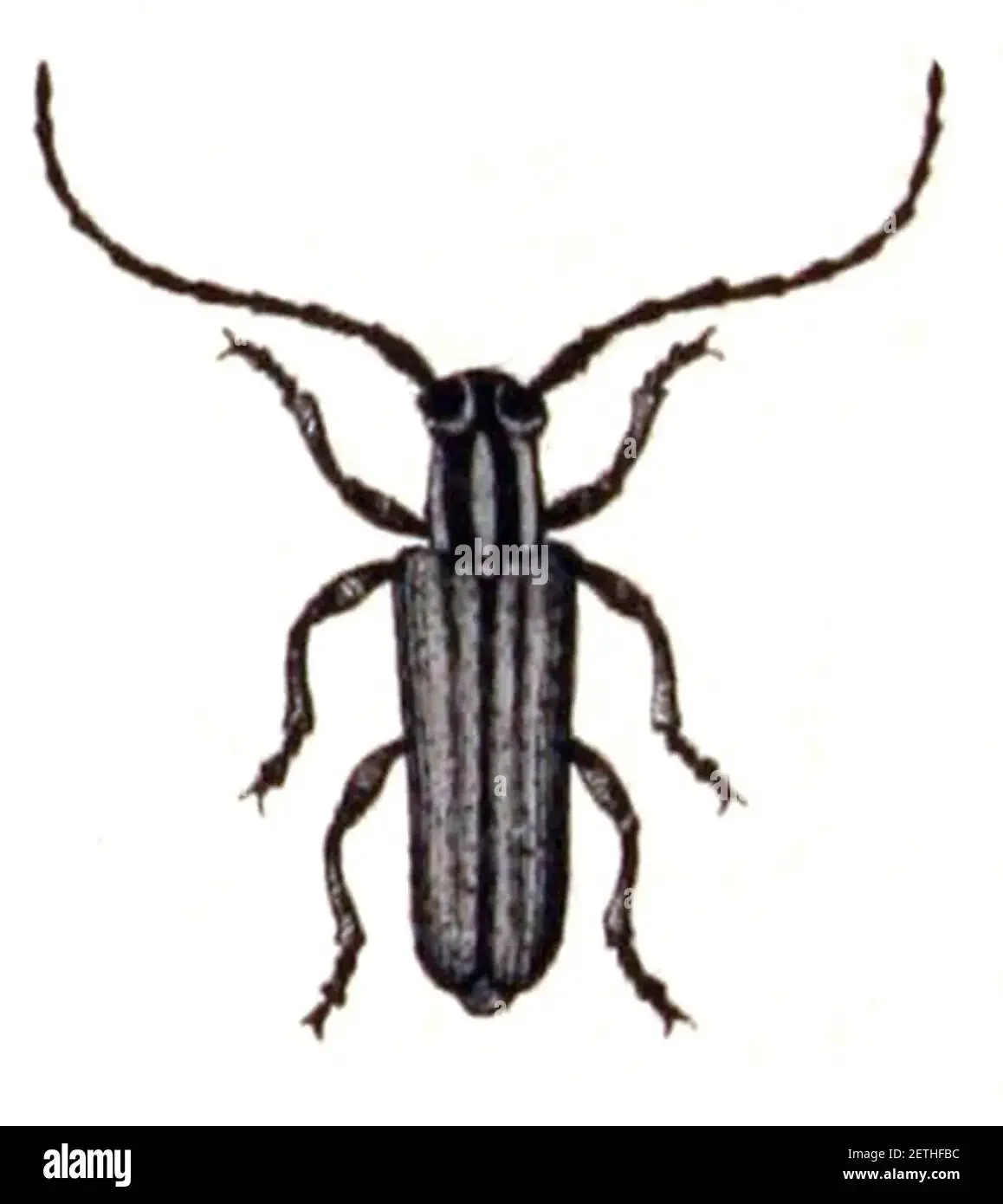 Таракан раскраска