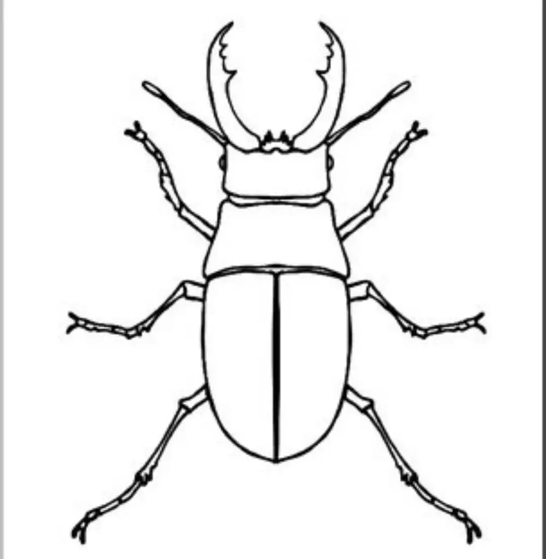 Megalorrhina harrisi