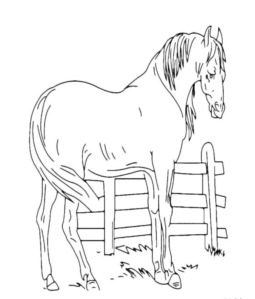 Раскраска конь