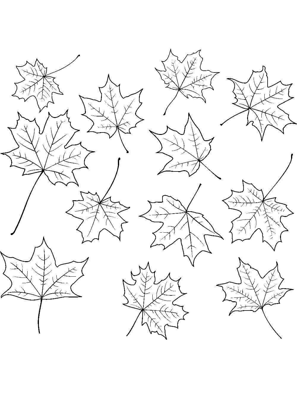 Кленовый лист раскраска