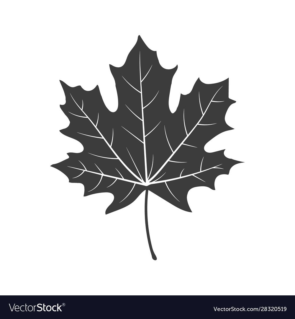 Кленовый лист контур