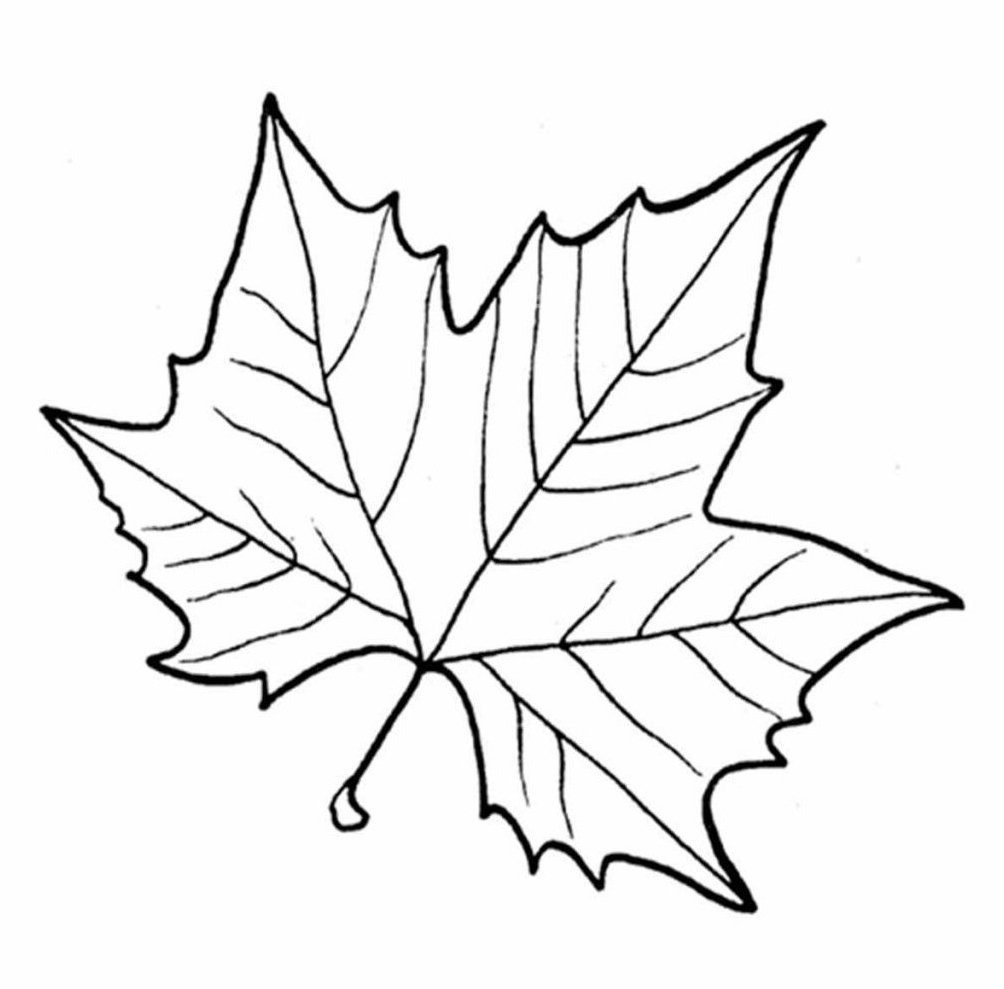 Лист клёна рисунок