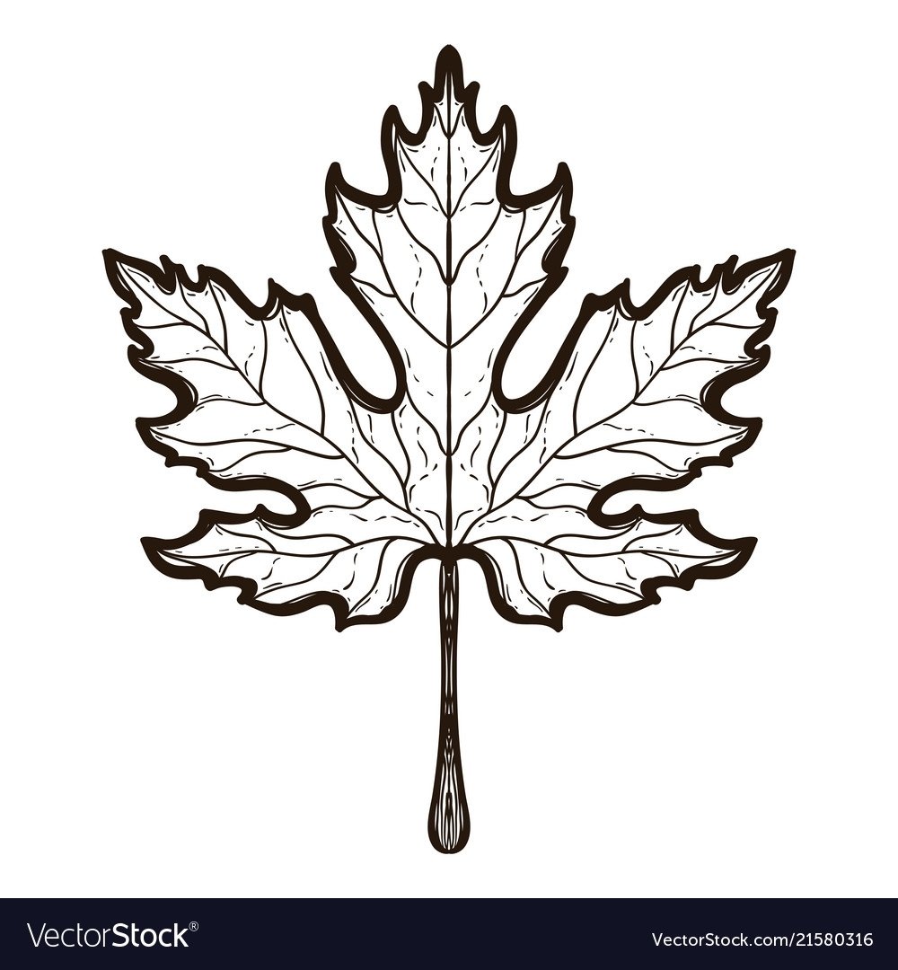 Осенние листочки раскраска