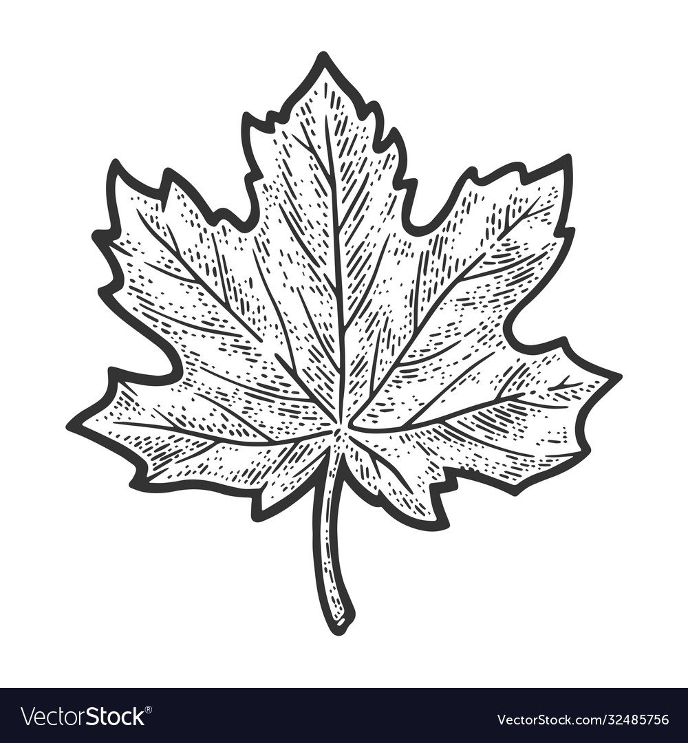 Листья клена эскиз