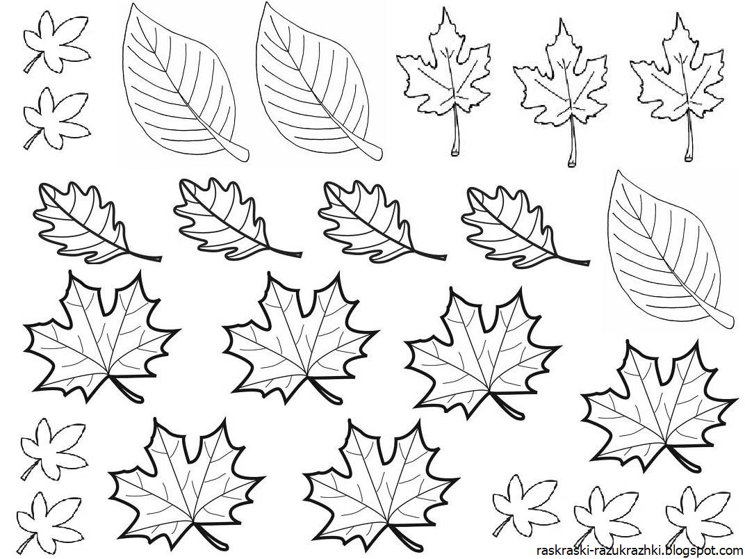 Лист канадского клена рисунок