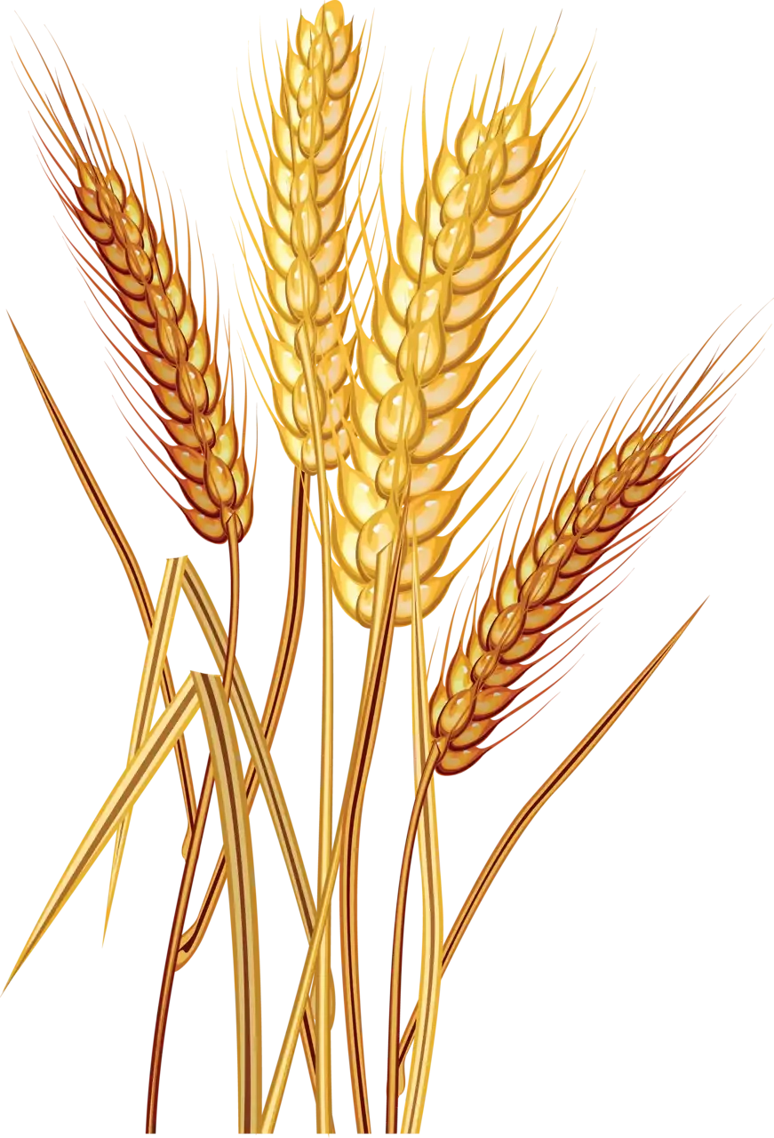 Wheat Barley вектор