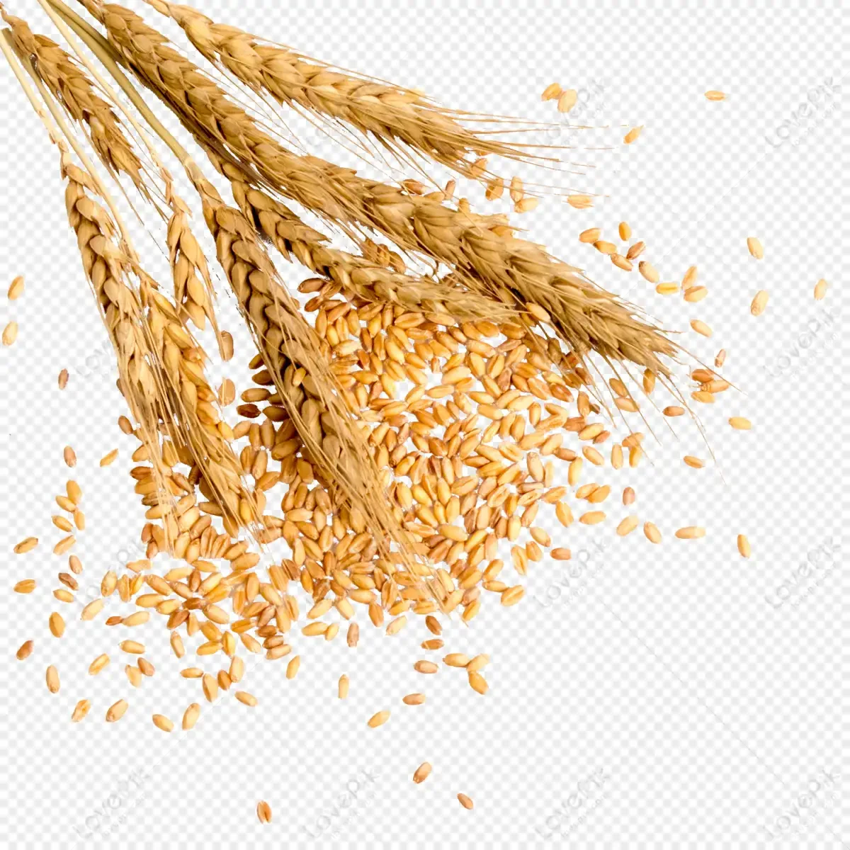 Золотая пшеница