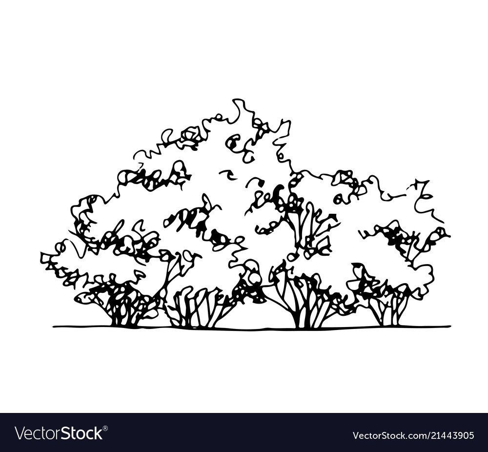 Раскраска кустарники для детей