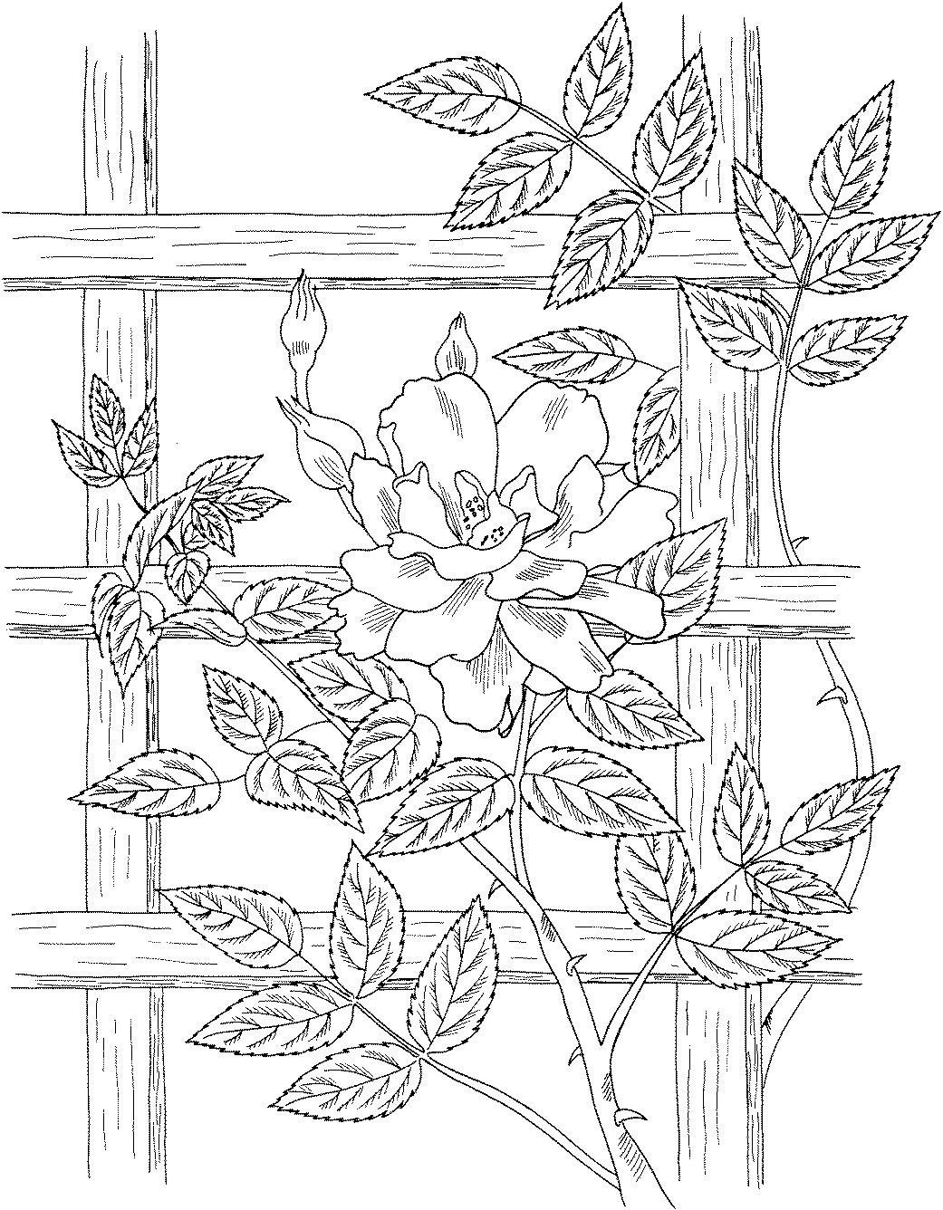 Раскраска плетущиеся цветы