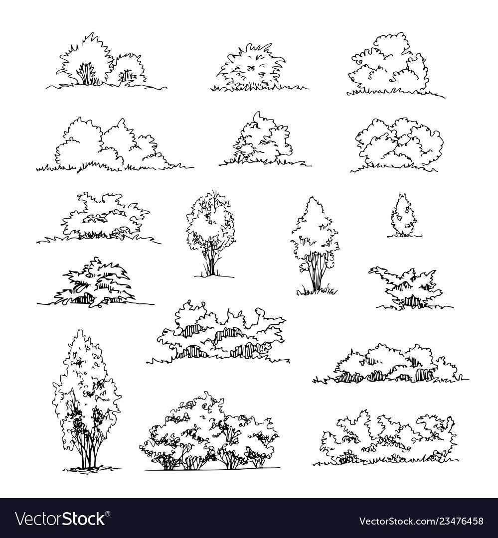 Зарисовки кустарников