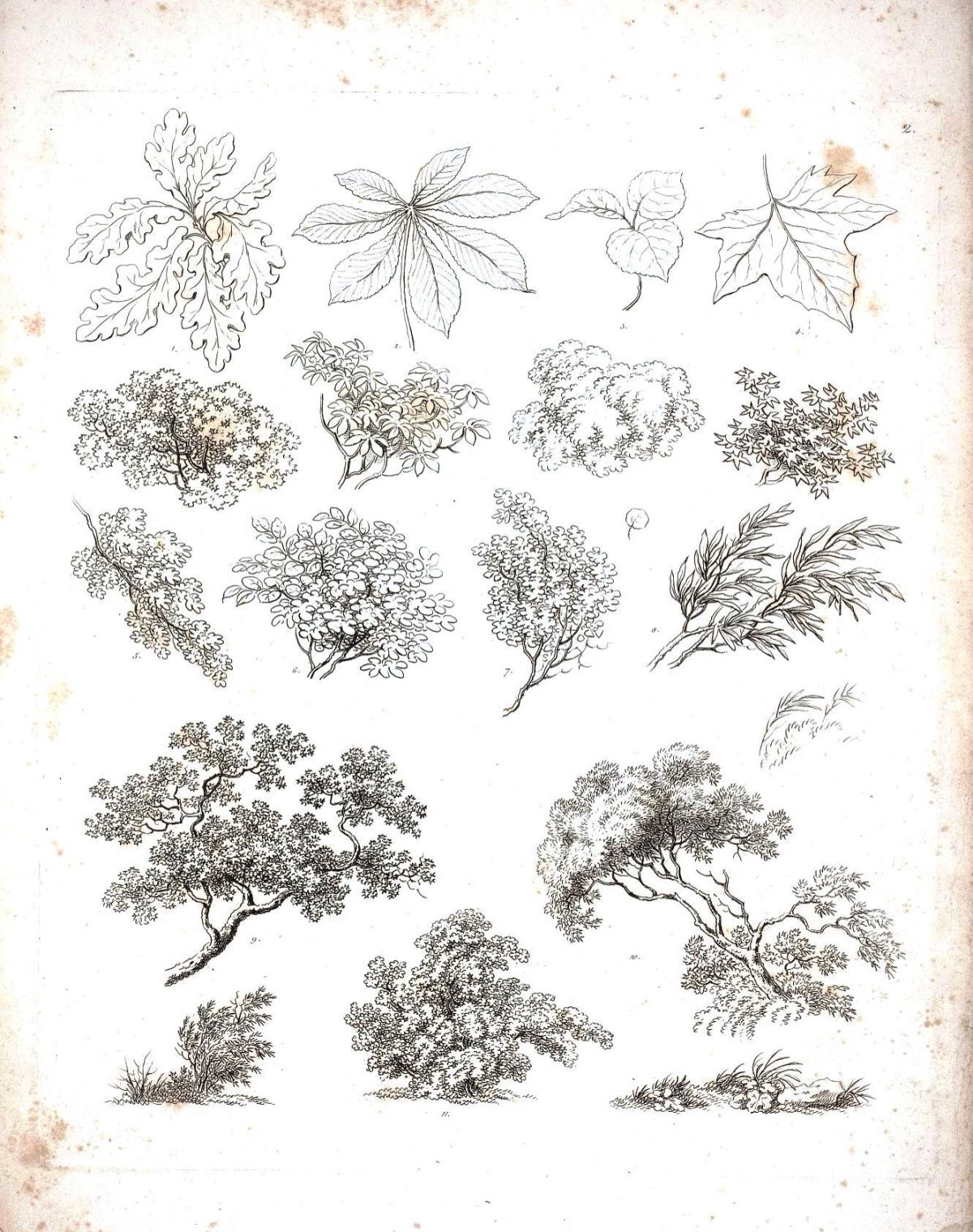 Кустарники в графике