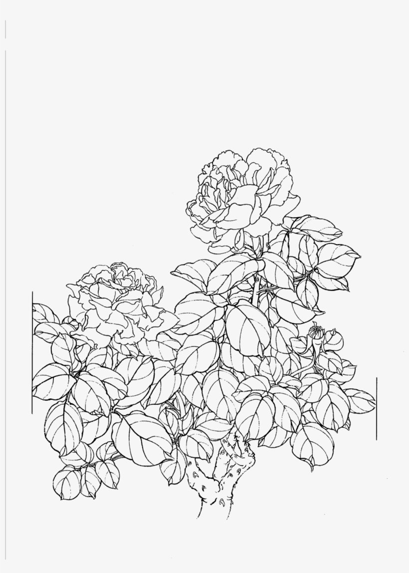 Контур цветов на прозрачном фоне