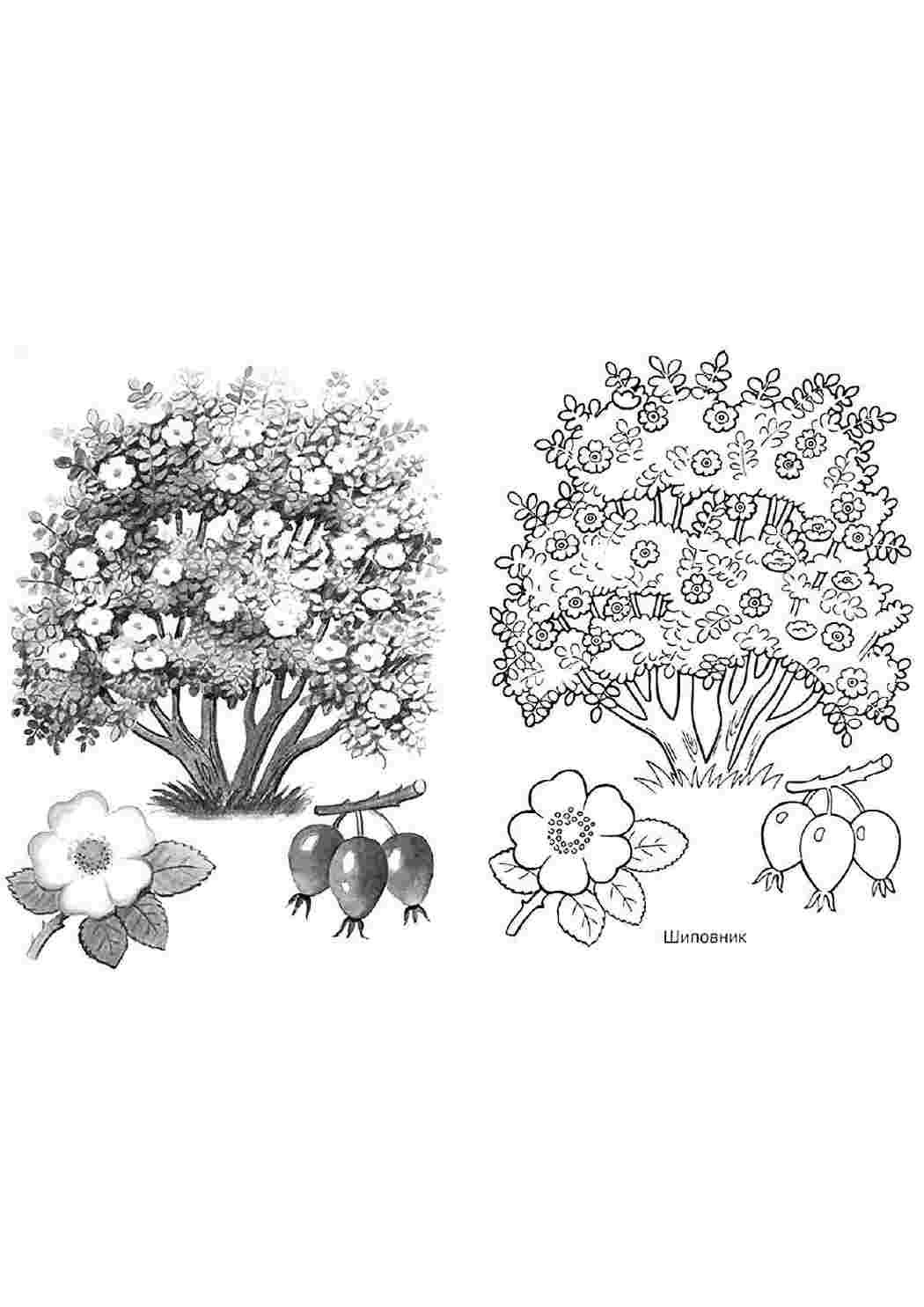 Раскраска кустарники для детей