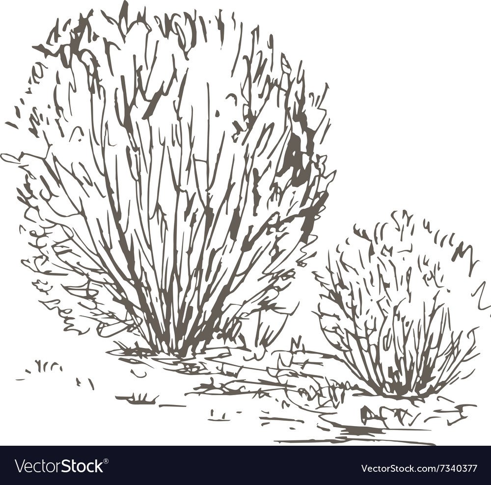 Куст раскраска