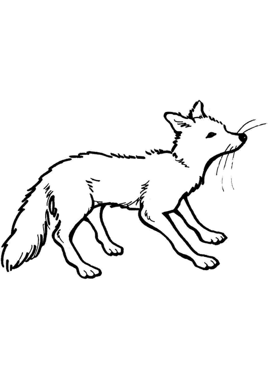 Лиса и рак раскраска