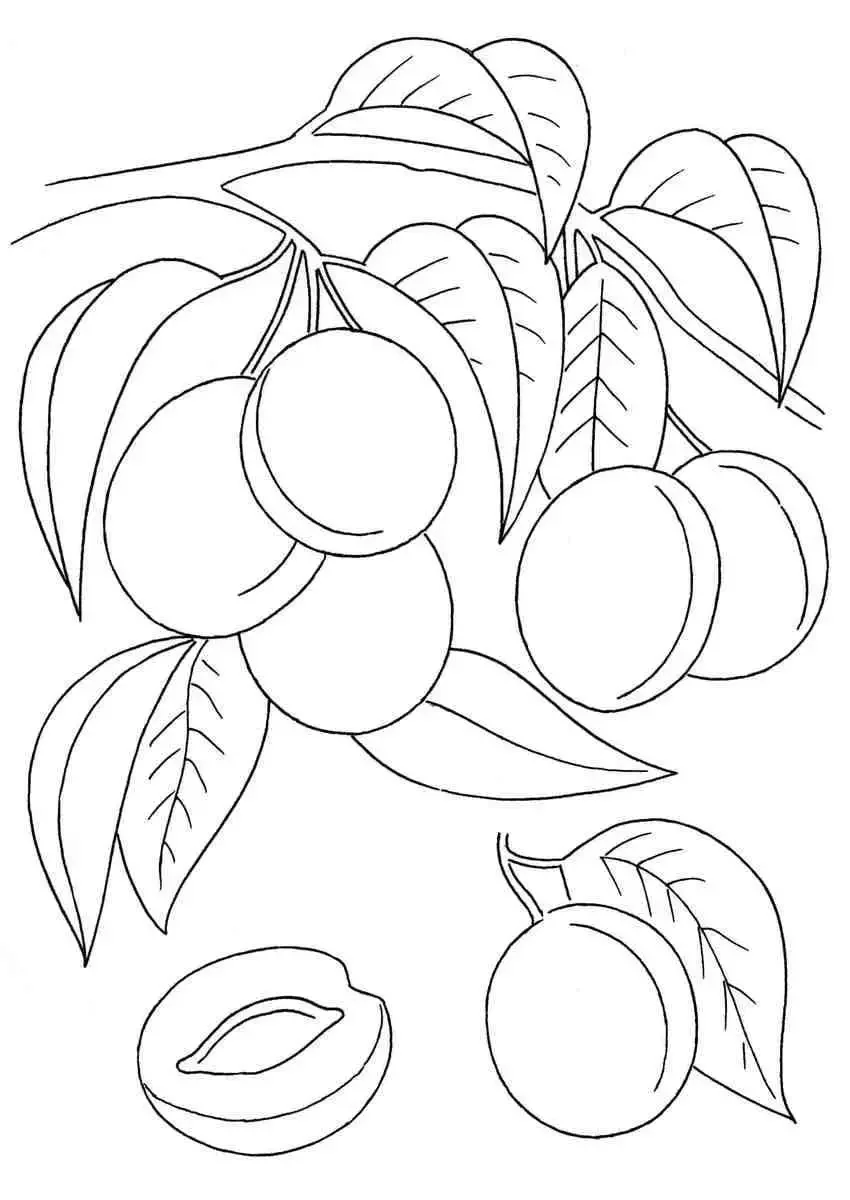 Слива раскраска для детей