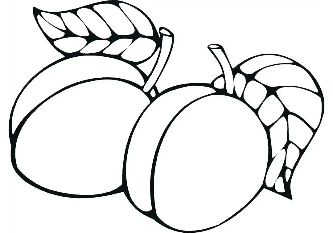 Ветка сливы