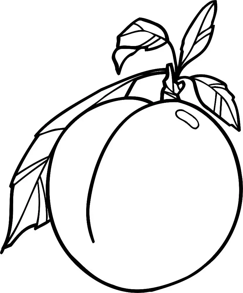 Слива раскраска