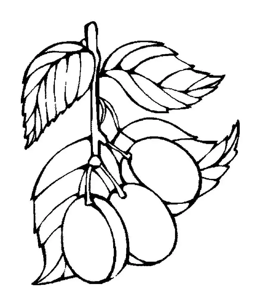 Слива раскраска для детей