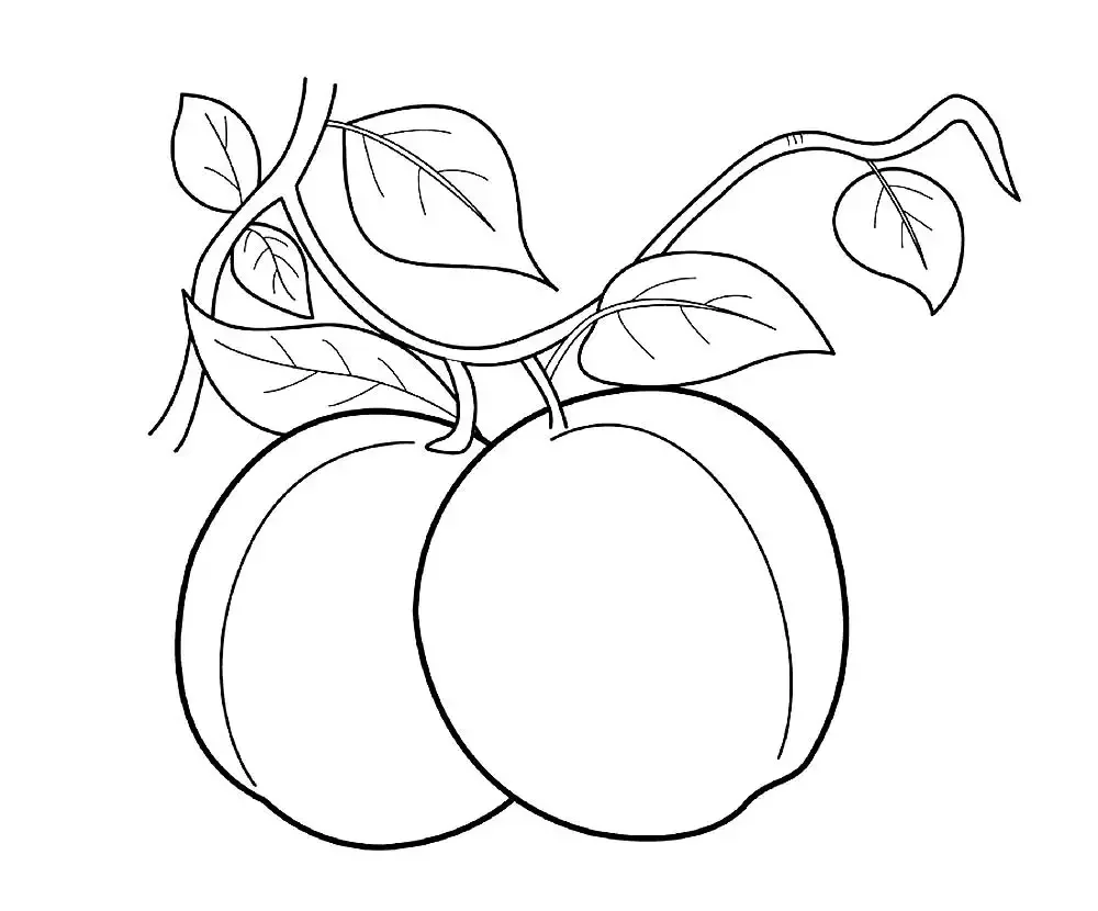 Слива раскраска