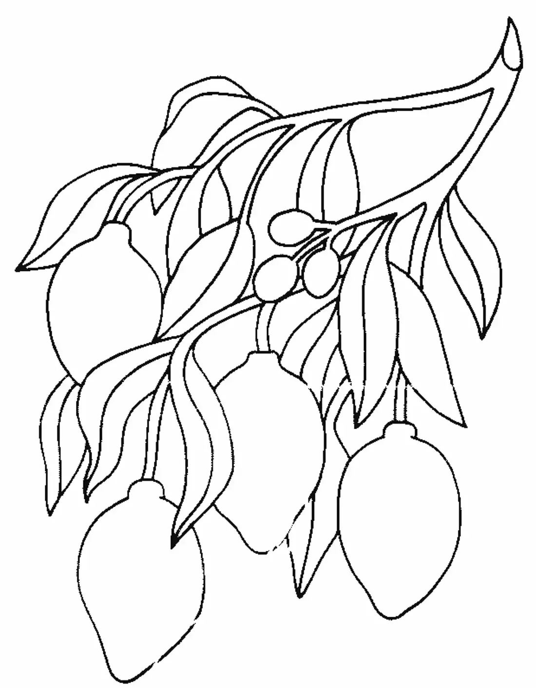 Слива раскраска