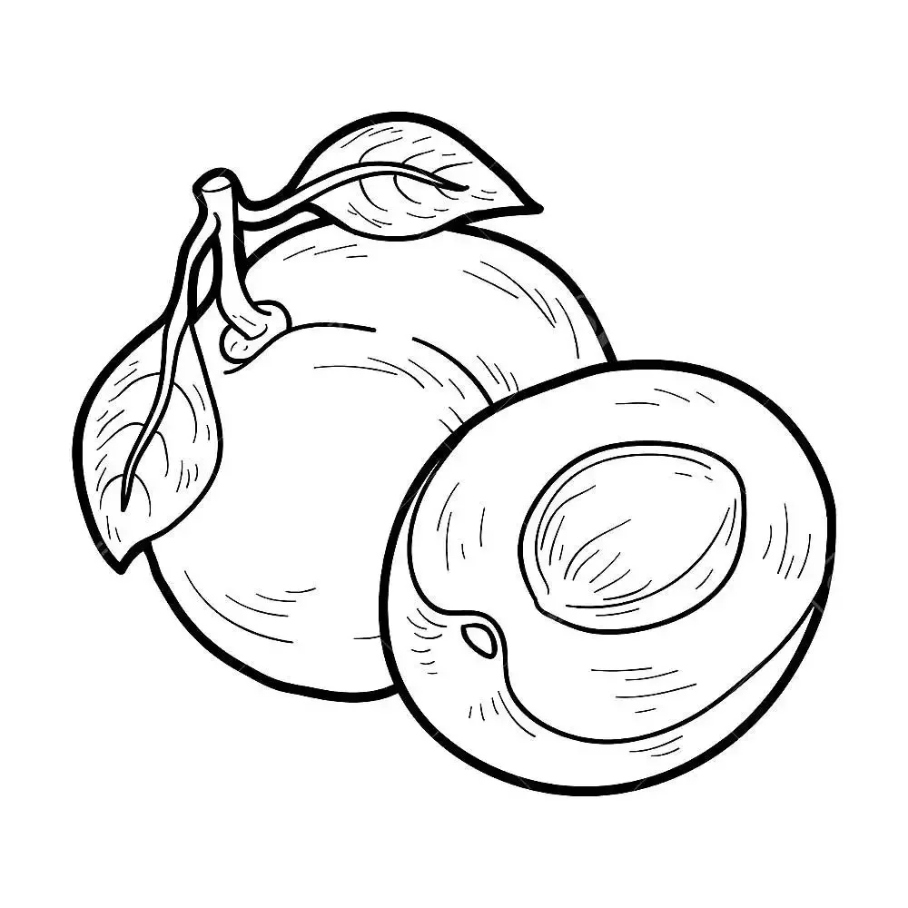 Слива раскраска для детей