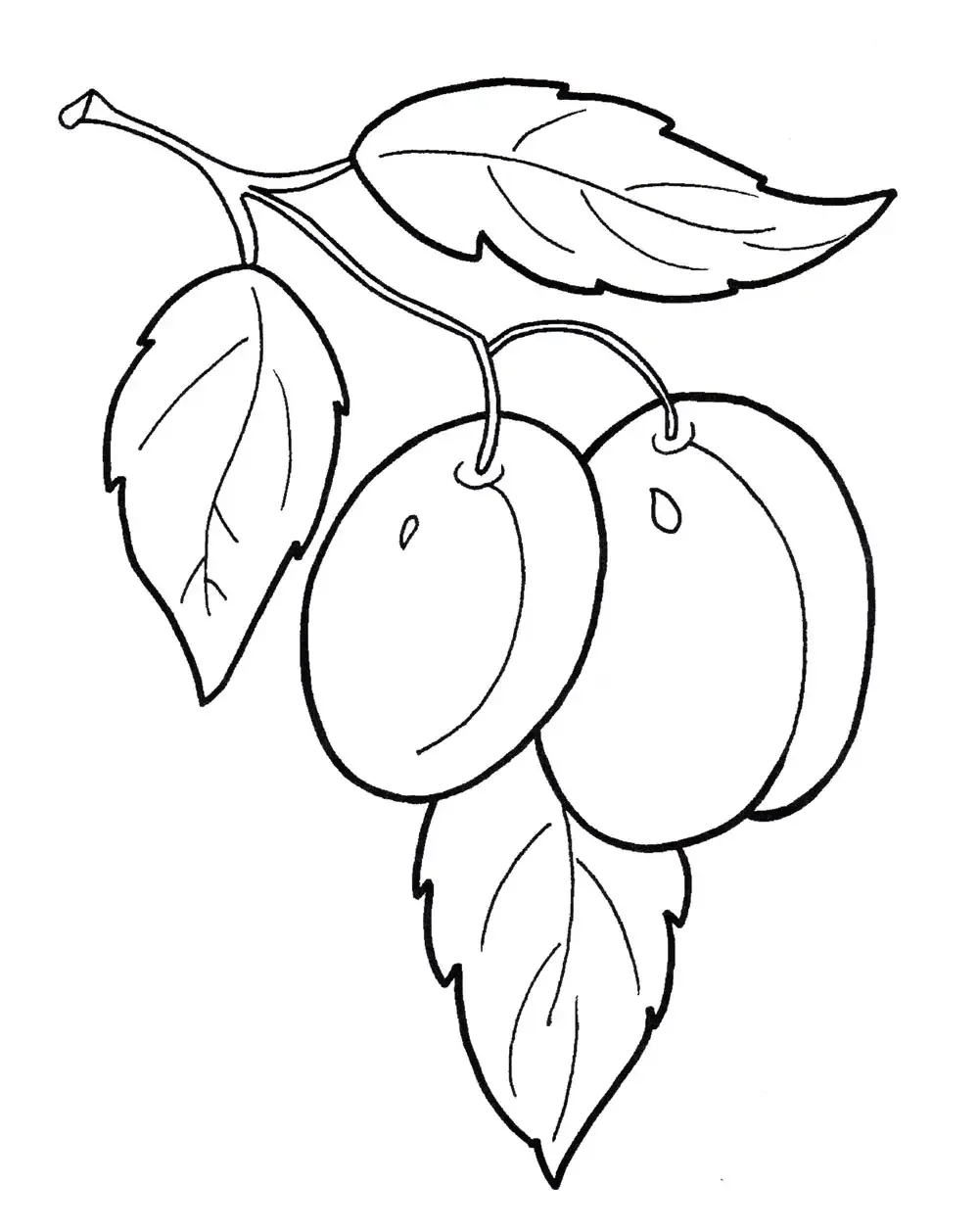 Раскраска фрукты слива
