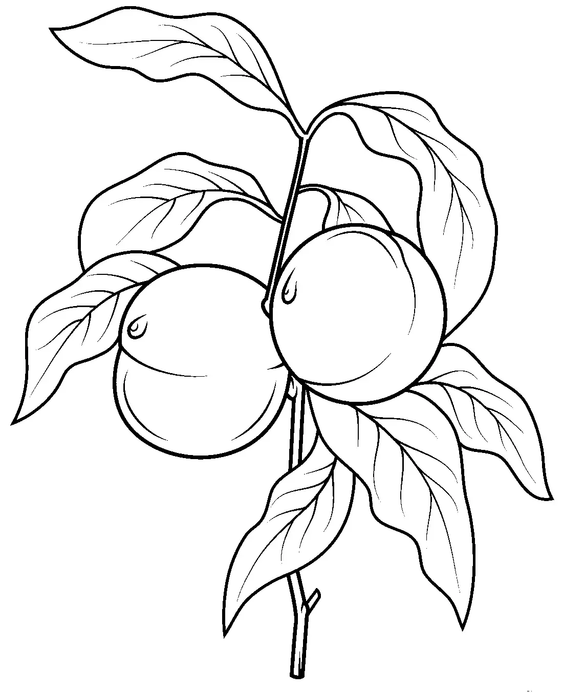 Сливовое дерево раскраска для детей