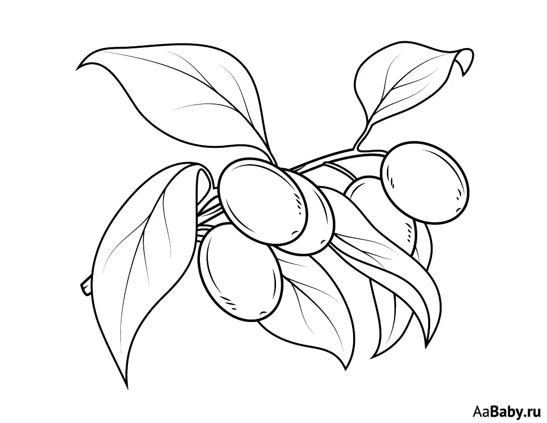 Дерево слива раскраска