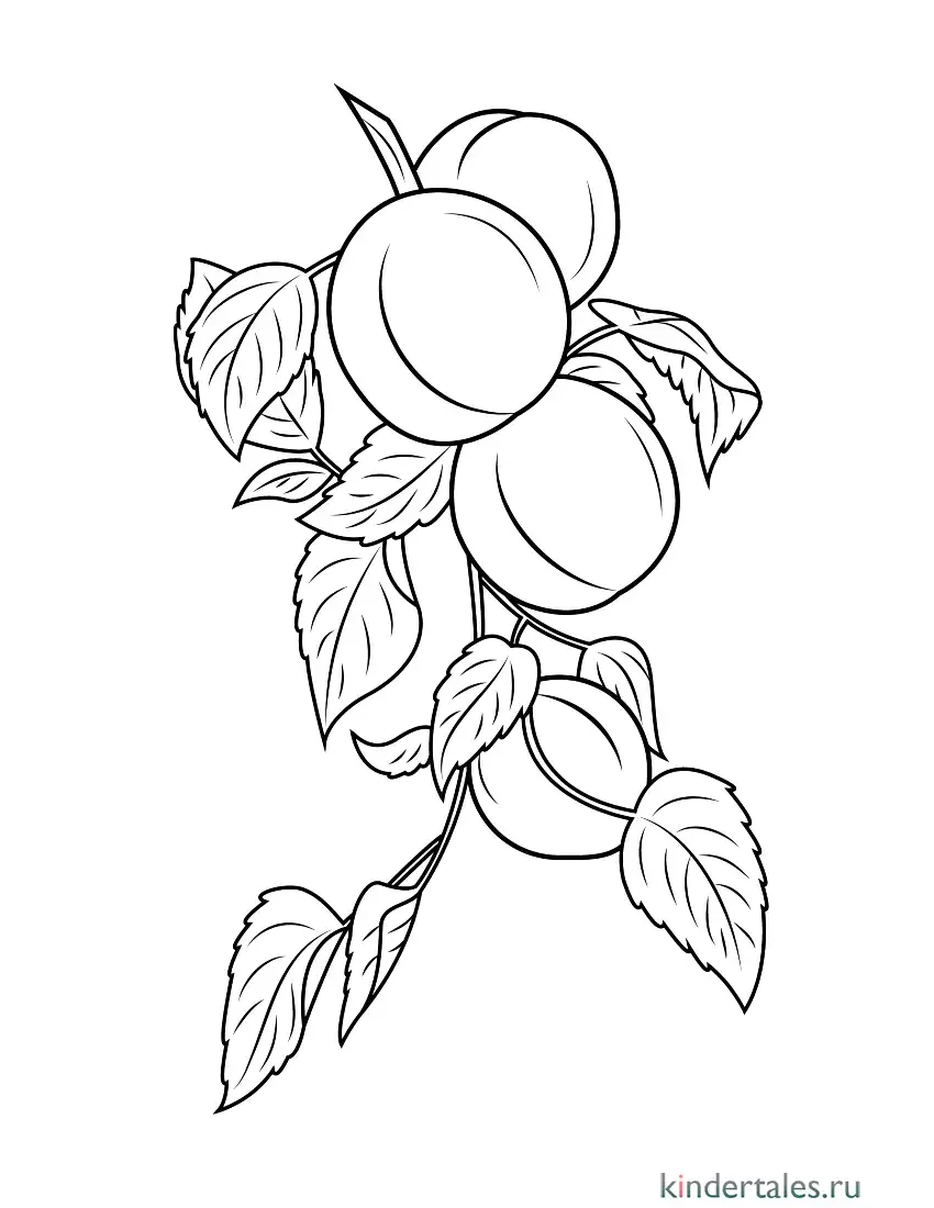 Слива раскраска для малышей