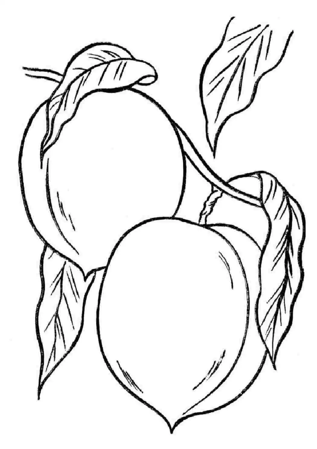 Алыча раскраска