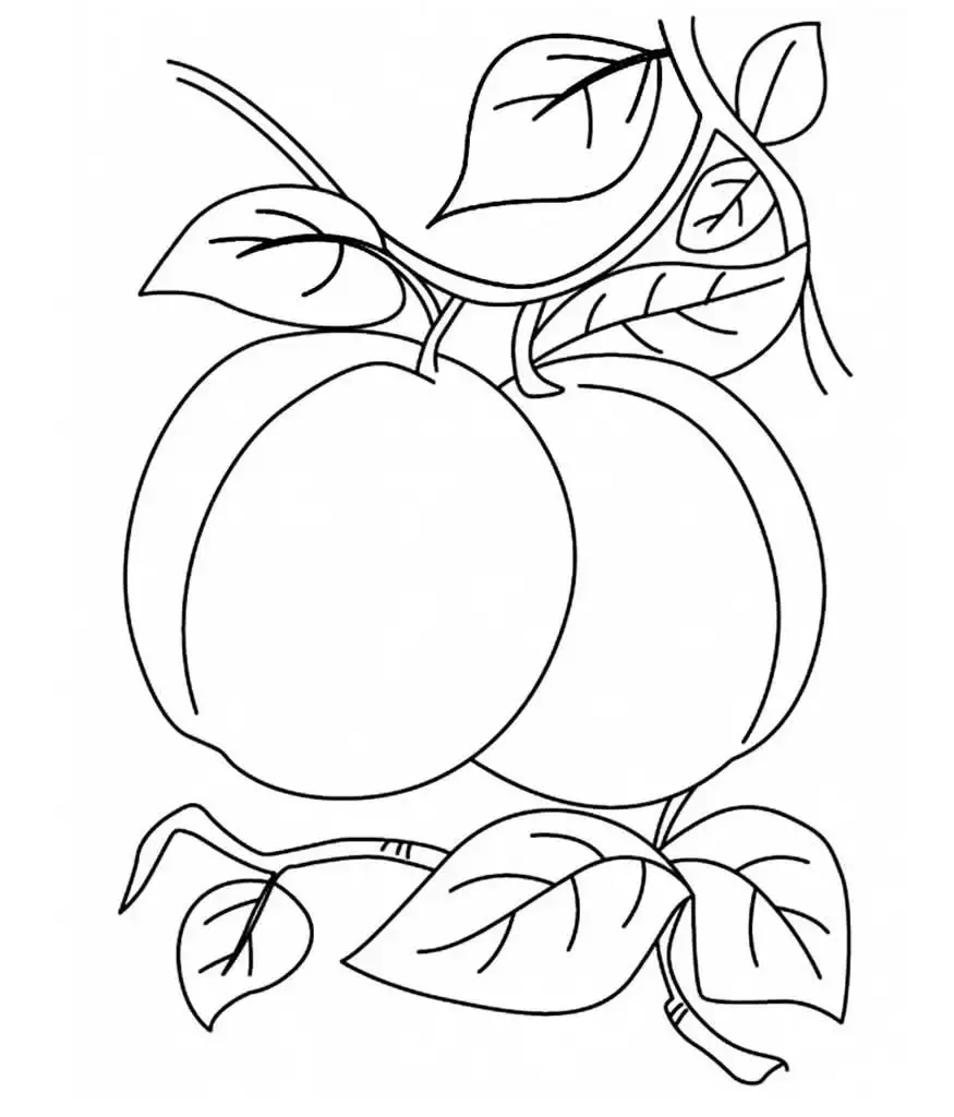 Слива раскраска