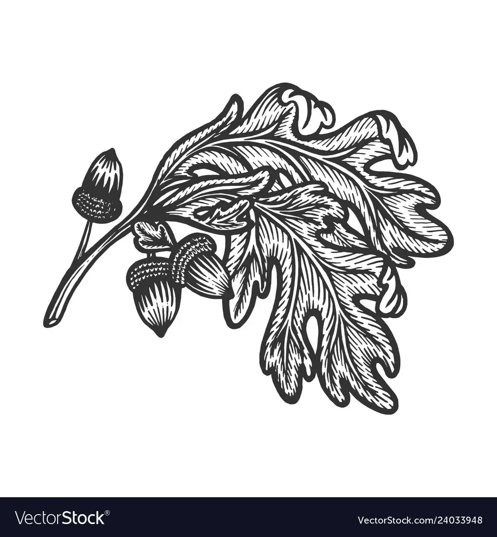 Дубовая ветка эскиз