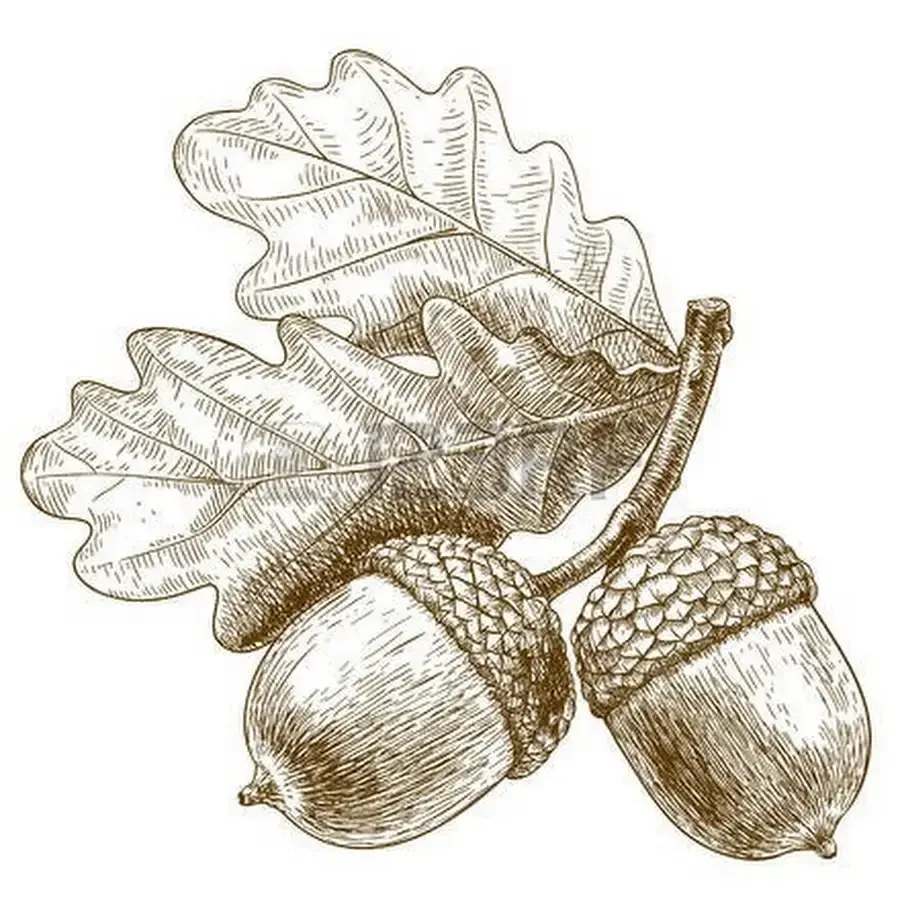 Дубовые листья ветка