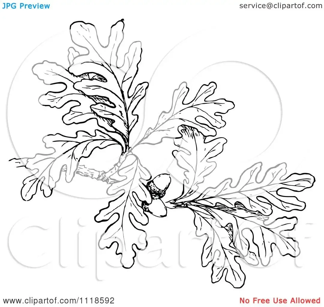 Дубовые листья на ветке карандашом