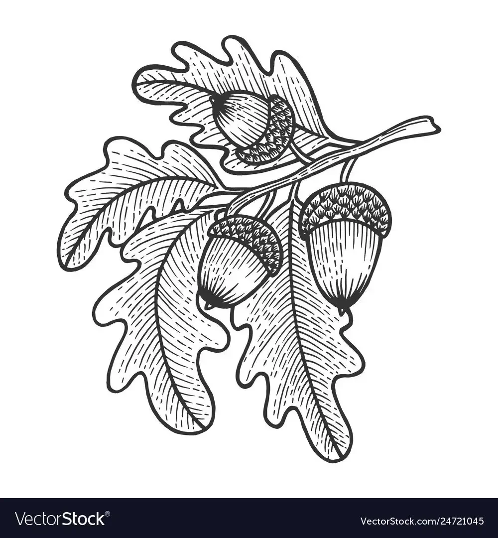 Ветка дуба силуэт