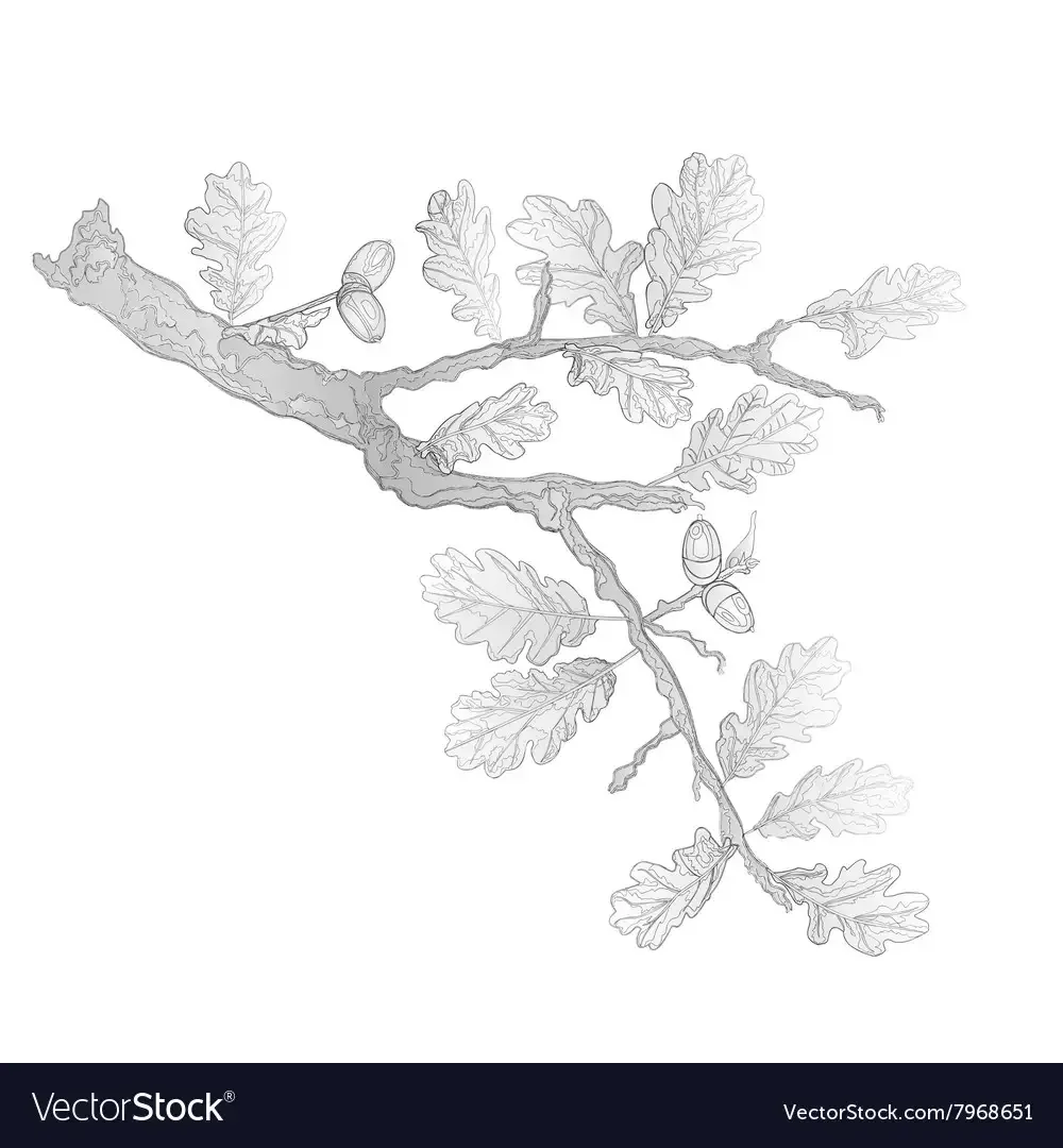 Дубовая веточка