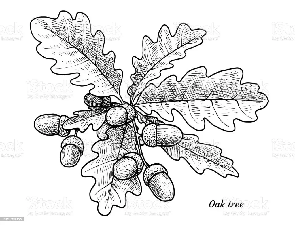 Дубовые листья орнамент