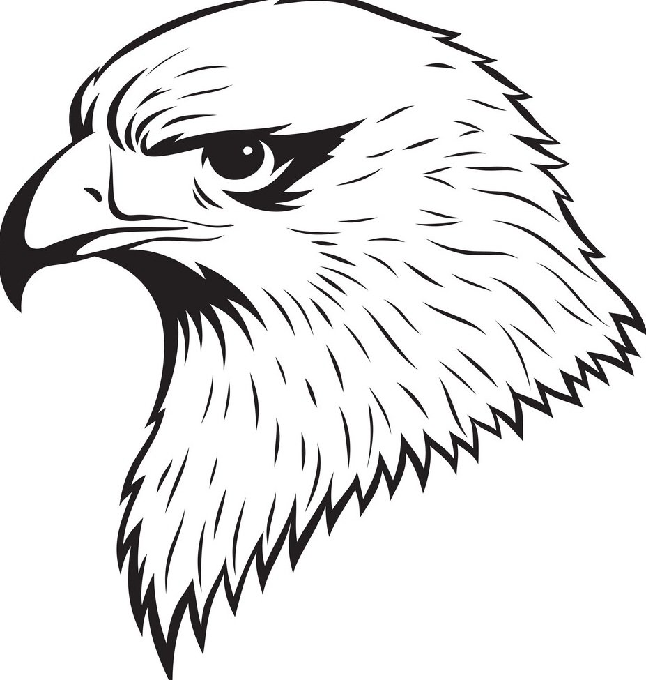 Хищные птицы раскраска для детей