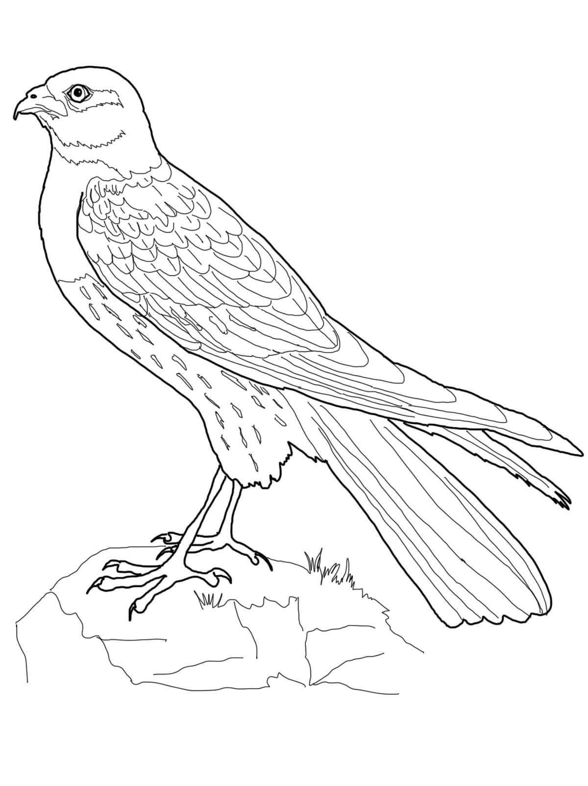 Птица в полете