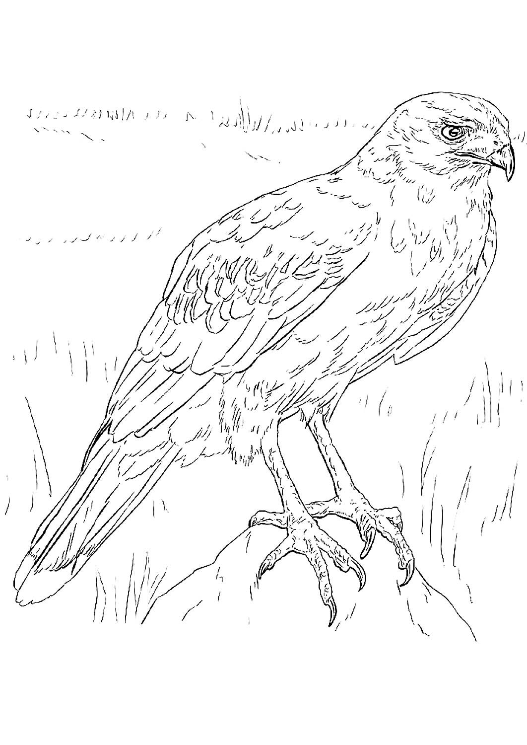 Ястреб раскраска