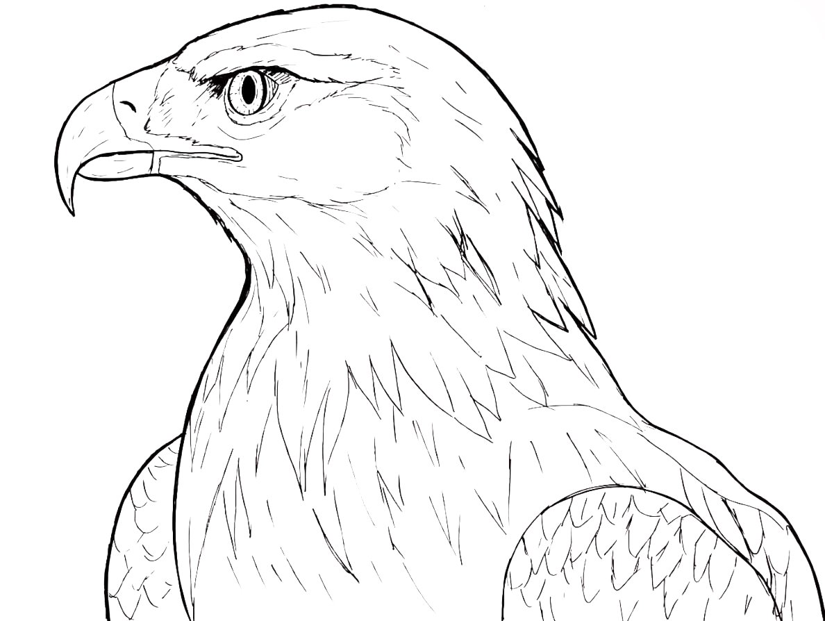 Ястреб раскраска для детей
